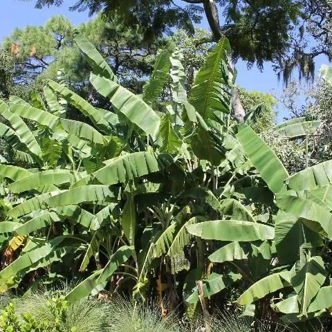 thumbnail for publication: Musa spp.: Banana